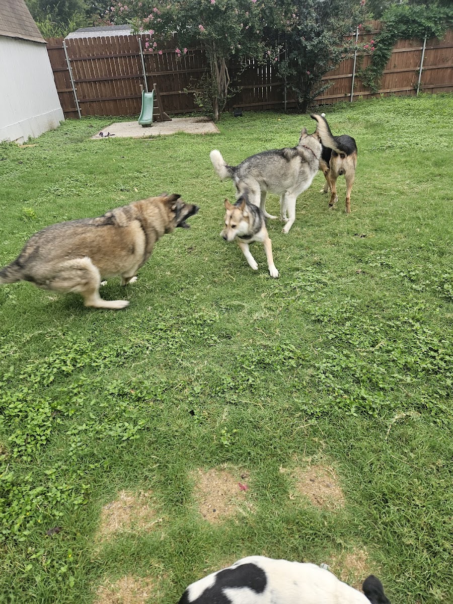 Dogs playing in the yard