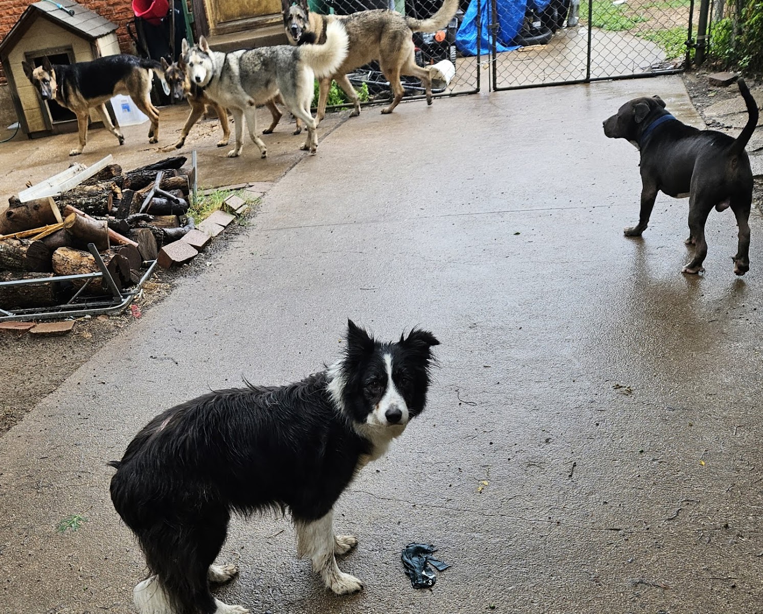 Dog play time