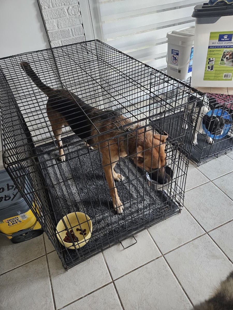 Dogs at the facility