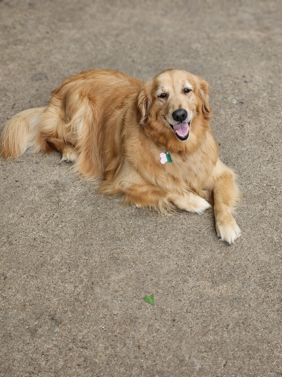 Happy dog