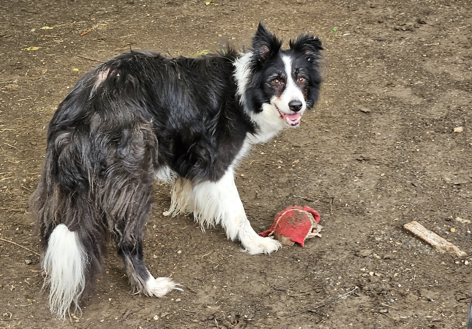 Dog