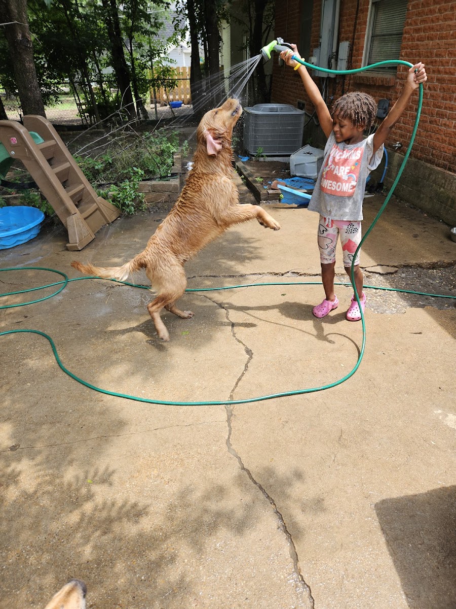 Dog